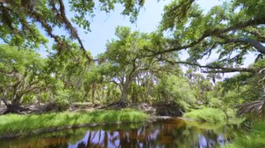 Yoğun yeşil yağmur ormanları olan vahşi tropikal doğa. Güney Amerika 'da palmiye ağaçları, sulak arazi nehri ve bitki örtüsü olan Florida ormanları.
