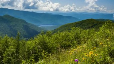 Appalachian dağları. Yaz mevsiminde orman doğası. Tennessee 'deki renkli orman.