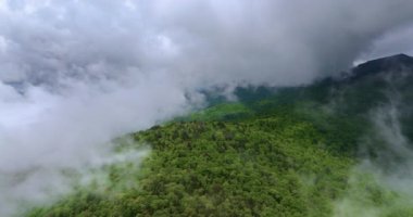 Appalachian dağları. Yazın yağmur mevsiminde orman doğası. Tennessee 'deki renkli orman.