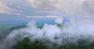 Appalachian dağlarının yaz ormanları. Renkli ormanlarda yeşil gölgelikleri var. Yaz mevsiminde nemli yağmur mevsiminde vahşi doğa.
