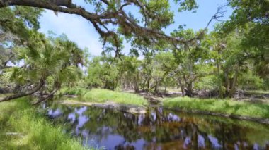 Tropik yağmur ormanları ekosistemi. Florida ormanları yeşil palmiye ağaçları, küçük tatlı su nehri ve Güney Amerika 'da vahşi bitki örtüsü..