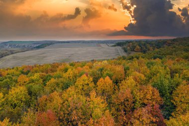 Güneşli bir akşamda, sonbahar ormanlarında renkli tepe örtüleri olan yemyeşil günbatımı ormanlarının hava manzarası. Sonbahar vahşi doğasının manzarası.