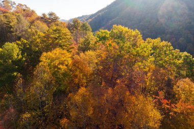 Sonbahar akşamı Appalachian dağ tepeleri, güz mevsiminde aydınlık yemyeşil ve çam ağaçları ile. Güzel doğanın sonbahar manzarası.