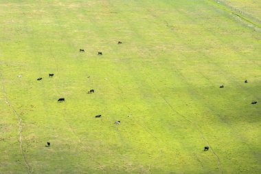 Çiftlik arazilerinde otlayan sığırlar. Organik süt ürünleri üretimi. Yeşil çayırlarda beslenen süt inekleri.