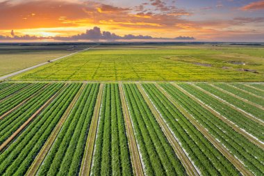 Florida 'daki tarlalar. Yaz mevsiminde yetiştirilen tarım tarlaları ve yetiştirilen yeşil mahsuller. ABD 'de tarım ve tarım endüstrisi.