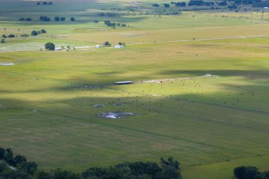 Çiftlik otlaklarında otlayan bedava süt inekleri. Çiftlik arazilerinde sığır beslemek.