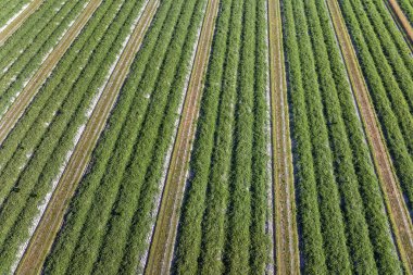 Yaz mevsiminde ekin yetiştiren yeşil tarla. Tarım ve tarım endüstrisi.
