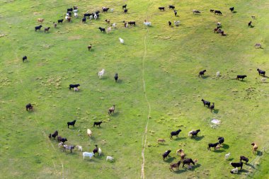 Yeşil çiftlik otlaklarında otlayan süt inekleri. Organik süt ürünleri üretimi. Çiftlik arazilerinde sığır beslemek.