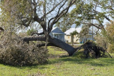 Florida 'nın ön bahçesinde kasırga üstüne ağaç kökünden söküldü. Doğal afet kavramından sonra.