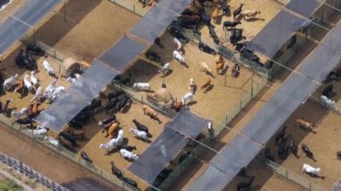 Sığır ağılında sığır eti. Florida kırsal kesimindeki çiftlik hayvanlarının beslenmesi..