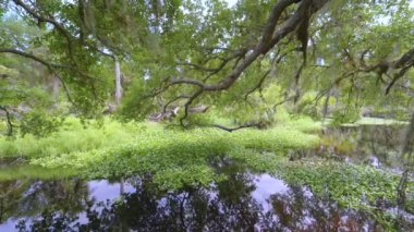 Florida subtropikal ormanlarında yeşil palmiye ağaçları, küçük bir nehir ve Amerika 'nın güneyinde vahşi bitki örtüsü. Yoğun yağmur ormanları ekosistemi.
