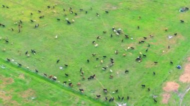 Yeşil çiftlik otlaklarında otlayan süt inekleri. Organik süt ürünleri üretimi. Çiftlik arazilerinde sığır beslemek.