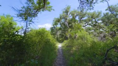 Güney Florida 'da yeşil palmiye ağaçları ve vahşi bitki örtüsü olan tropikal ormanlarda patika yolu. Yoğun yağmur ormanları ekosisteminin keşfi.