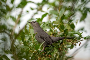 Florida 'da yaz mevsiminde bir ağaç dalına tünemiş bir kuş..