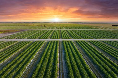 Yaz mevsiminde ekinlerin büyüdüğü yeşil tarlaların havadan görünüşü. Tarım ve tarım endüstrisi.