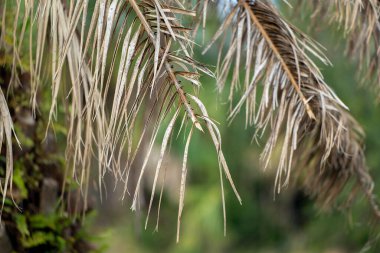 Florida 'nın arka bahçesinde kurumuş ölü palmiye ağacı.