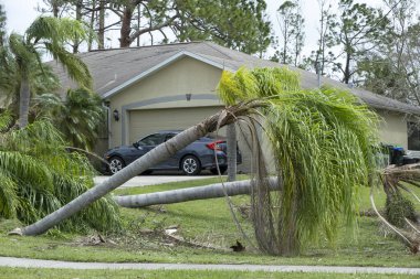 Florida 'nın arka bahçesindeki palmiye ağacında kasırga hasarı. Tropik fırtına rüzgarlarından sonra ağaçtan düştü. Doğal afetin sonuçları..