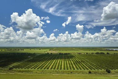 Orange grove in Florida rural farmlands with rows of citrus trees growing on a sunny day. clipart