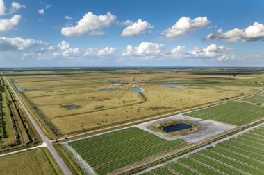 Otlakta otlayan süt sığırları sürüsü. Florida 'da yeşil çayırlarda süt inekleri.
