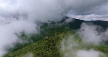Smokey Dağları yaz ormanları. Kuzey Carolina 'daki Appalachian dağlarında yaz mevsiminde yağmur mevsiminde yeşil orman ağaçları olur. ABD doğasının güzelliği.