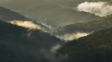 Appalachian dağlarının yaz ormanları. Renkli ormanlarda yeşil gölgelikleri var. Yaz mevsiminde nemli yağmur mevsiminde vahşi doğa.