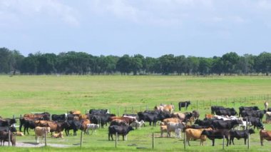Çiftlik arazilerinde otlayan sığırlar. Organik süt ürünleri üretimi. Yeşil çayırlarda beslenen süt inekleri.