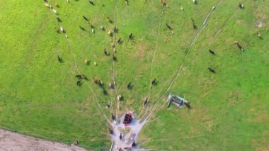 Çiftlik arazilerinde otlayan sığırlar. Organik süt ürünleri üretimi. Yeşil çayırlarda beslenen süt inekleri.