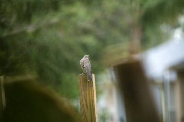 A Northern mockingbird bird perched on a fence pole. clipart