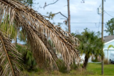Florida 'nın arka bahçesinde kurumuş dalları olan ölü palmiye ağaçları. Ağaç kaldırma kavramı.
