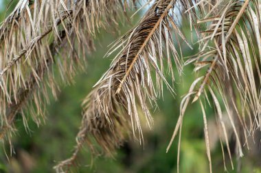 Florida 'nın arka bahçesinde kurumuş dalları olan ölü palmiye ağaçları. Ağaç kaldırma kavramı.