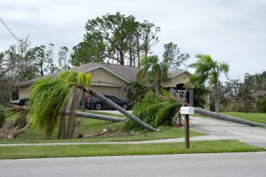 Florida 'da kasırgadan sonra palmiye ağacından düşmüş. Doğal afetin sonuçları..
