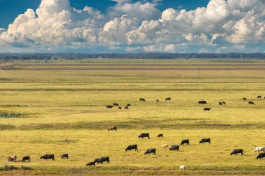 Çiftlik otlaklarında otlayan bedava süt inekleri. Çiftlik arazilerinde sığır beslemek.