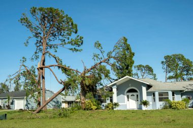 Florida 'nın ön bahçesinde kasırga üstüne ağaç kökünden söküldü. Doğal afet kavramından sonra.