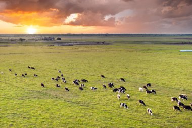 Florida çiftliğindeki çayırlarda otlayan bedava süt inekleri. Çiftlik arazilerinde sığır beslemek.