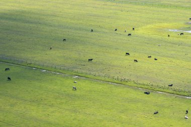 Yeşil çiftlik otlaklarında otlayan süt inekleri. Çiftlik arazilerinde sığır beslemek.