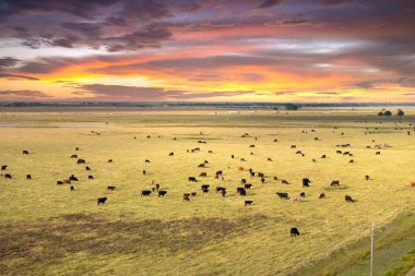 Otlakta otlayan süt sığırları sürüsü. Florida 'da yeşil çayırlarda süt inekleri.