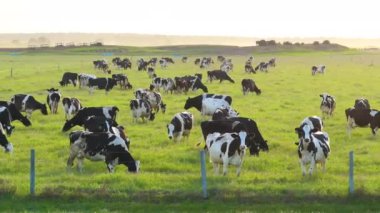 Yeşil çiftlik otlaklarında otlayan süt inekleri. Organik süt ürünleri üretimi. Çiftlik arazilerinde sığır beslemek.