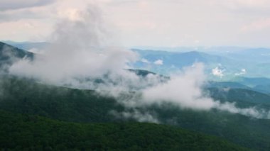Smokey Dağları yaz ormanları. Kuzey Carolina 'daki Appalachian dağlarında yaz mevsiminde yağmur mevsiminde yeşil orman ağaçları olur. ABD doğasının güzelliği.