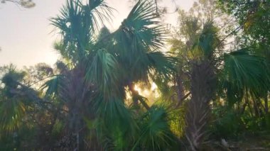 Güney Florida, ABD 'de yeşil palmiye ağaçları olan astropikal ormanlar. Yoğun yağmur ormanları ekosistemi.