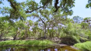 Güzel tropikal doğa. Yeşil palmiye ağaçları ile Florida 'nın güneyindeki vahşi bitki örtüsü arasında küçük bir nehir bulunan orman yağmur ormanları. Yoğun yağmur ormanları ekosistemi.