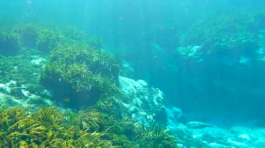 Florida Alexander Springs doğası. Tatlı su bitkileriyle su altı kayalık oluşumu. Güzel tropikal manzara.