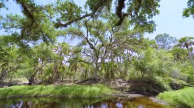 Güzel tropikal doğa. Yeşil palmiye ağaçları ile Florida 'nın güneyindeki vahşi bitki örtüsü arasında küçük bir nehir bulunan orman yağmur ormanları. Yoğun yağmur ormanları ekosistemi.