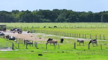 Organik süt ürünleri üretimi. Yeşil çiftlik otlaklarında otlayan süt inekleri. Çiftlik arazilerinde sığır beslemek.