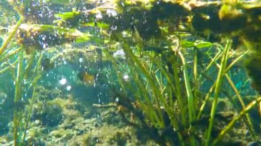 Florida 'daki su altı vahşi yaşam kaynakları. Tatlı su bitkisi ile güzel tropikal doğa.