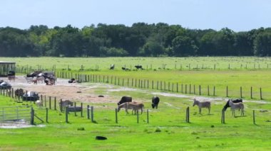 Organik süt ürünleri üretimi. Yeşil çiftlik otlaklarında otlayan süt inekleri. Çiftlik arazilerinde sığır beslemek.
