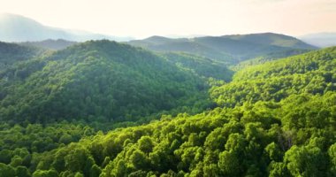 Yaz mevsiminde gün batımında yeşil tepe örtüleri olan dağ ormanları. Kuzey Carolina Yazın vahşi orman doğası.