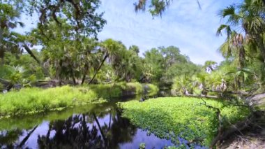 Florida subtropikal ormanlarında yeşil palmiye ağaçları, küçük bir nehir ve Amerika 'nın güneyinde vahşi bitki örtüsü. Yoğun yağmur ormanları ekosistemi.