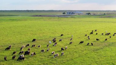 Yeşil çiftlik otlaklarında otlayan bedava süt inekleri. Çiftlik arazilerinde sığır beslemek.