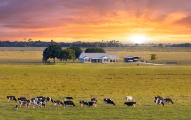 Küçük çiftlik evinin yakınındaki çayırlarda otlayan süt sığırları sürüsü. Florida 'da yeşil çayırlarda süt inekleri.