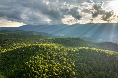Mitchell Dağı Eyalet Parkı 'nda yeşil tepe örtüleri olan bir dağ ormanı. Yaz mevsiminde gün batımı. Kuzey Carolina Yazın vahşi orman doğası.